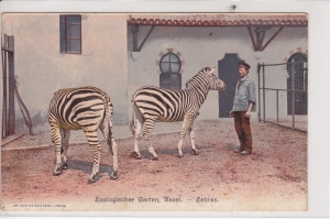 Basel - Zoologischer Garten - Zebras