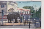Basel - Zoologischer Garten - Elephant